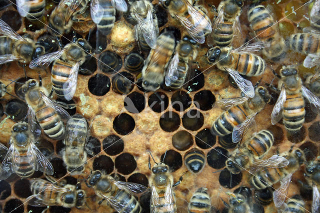 Europese Honingbij (Apis mellifera mellifera)