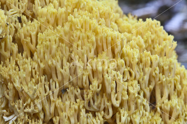 Felgele koraalzwam (Ramaria lutea)