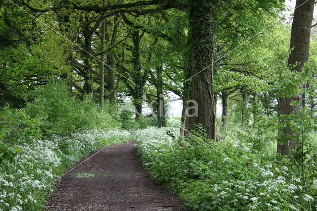 Cow Parsley (Anthriscus sylvestris)