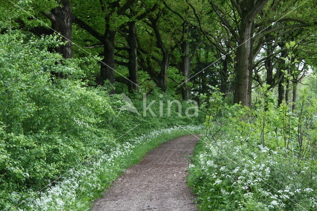 Cow Parsley (Anthriscus sylvestris)