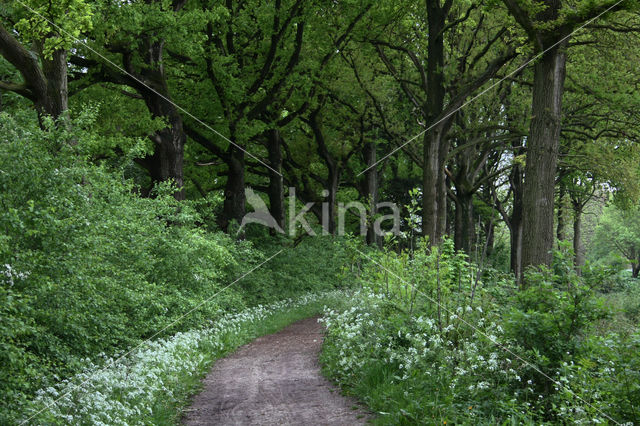 Cow Parsley (Anthriscus sylvestris)