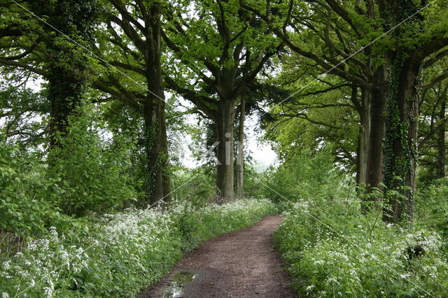 Cow Parsley (Anthriscus sylvestris)