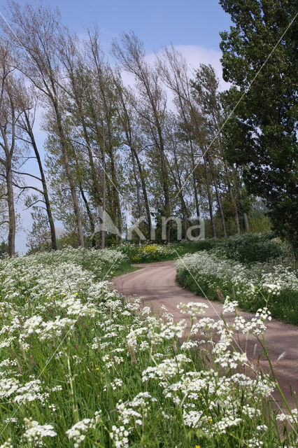 Cow Parsley (Anthriscus sylvestris)