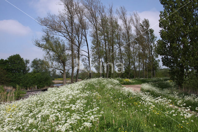 Fluitekruid (Anthriscus sylvestris)