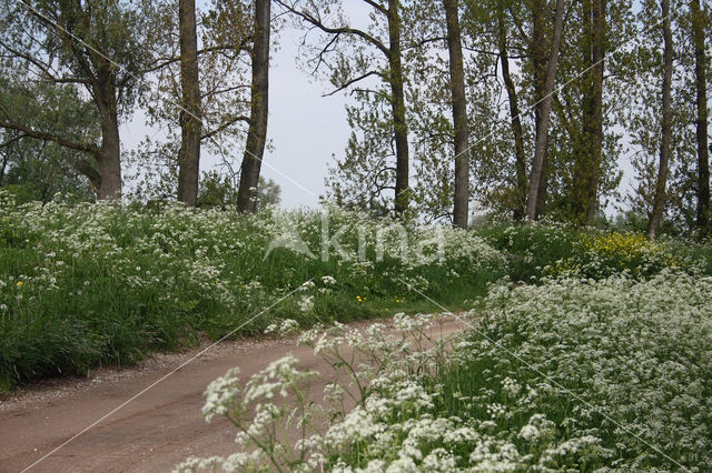 Cow Parsley (Anthriscus sylvestris)