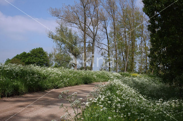 Cow Parsley (Anthriscus sylvestris)