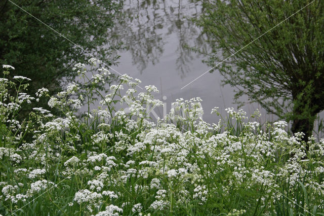 Cow Parsley (Anthriscus sylvestris)