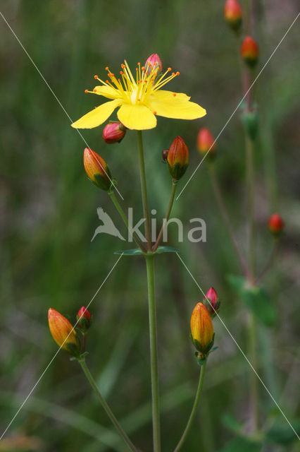 Fraai hertshooi (Hypericum pulchrum)