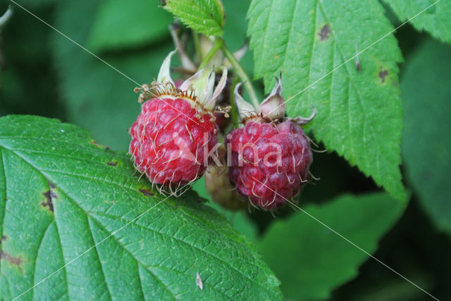 Raspberry (Rubus idaeus)