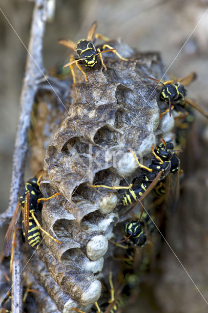 Paper wasp (Polistes dominulus)