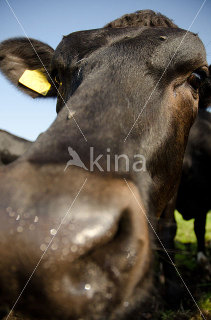 Frisian Holsteiner Cow (Bos domesticus)