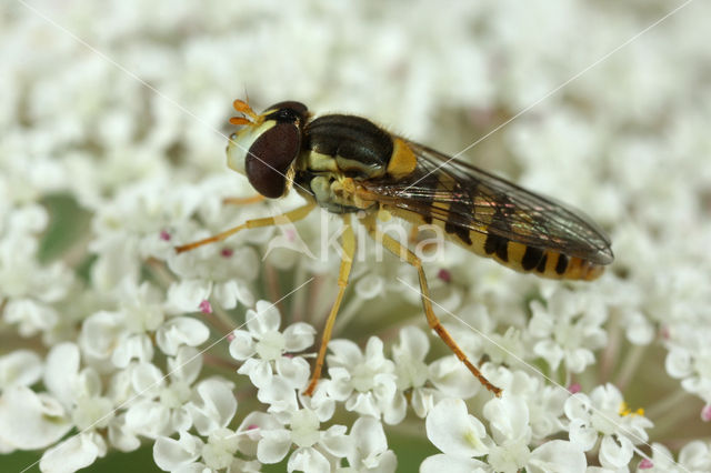 Geel Boslanglijfje (Sphaerophoria taeniata)