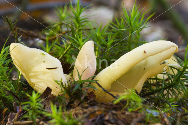 Flavoscypha cantharellus