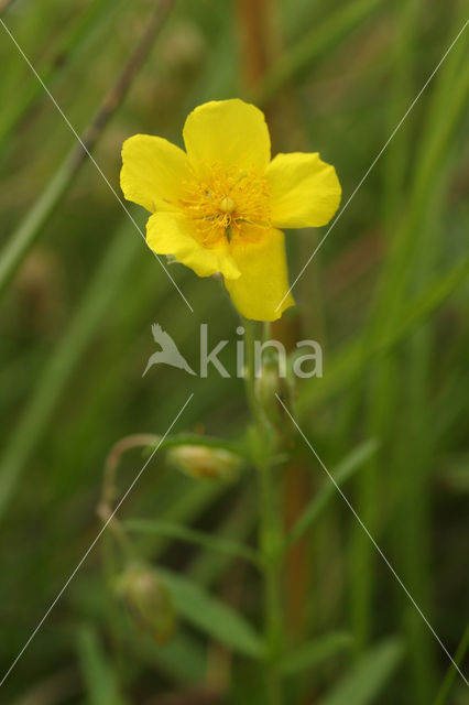 Geel zonneroosje (Helianthemum nummularium)