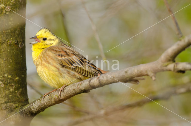 Geelgors (Emberiza citrinella)