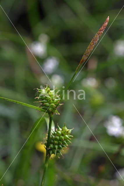 Small-fruited Yellow-sedge (Carex oederi subsp. oedocarpa)
