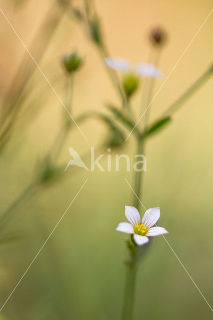 Geelhartje (Linum catharticum)