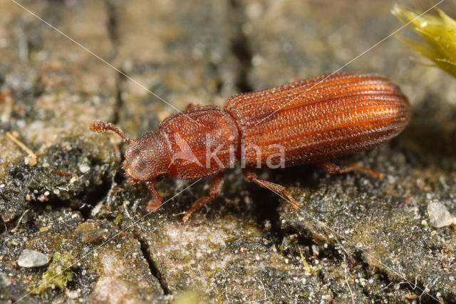 Gekerfde schorskever (Bitoma crenata)