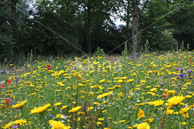 Gele ganzenbloem (Chrysanthemum segetum)