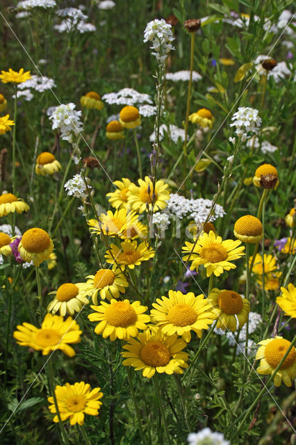 Corn Marigold (Chrysanthemum segetum)