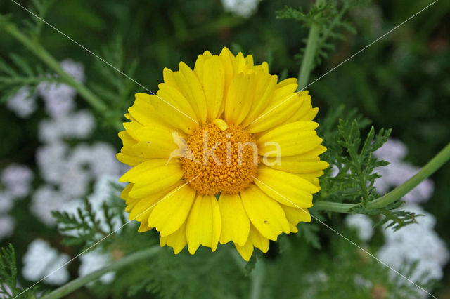 Corn Marigold (Chrysanthemum segetum)