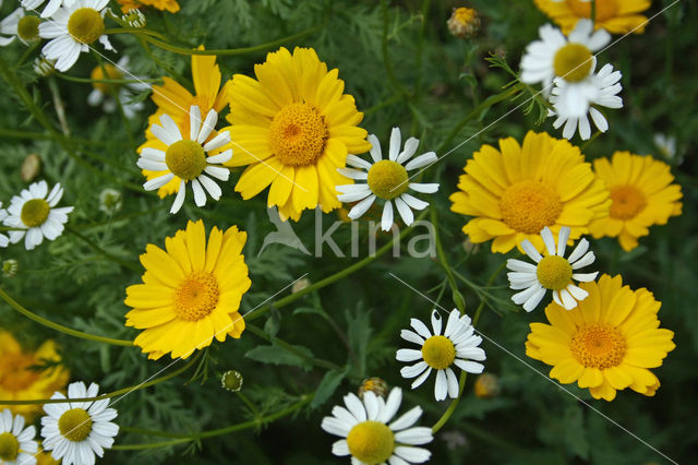 Corn Marigold (Chrysanthemum segetum)