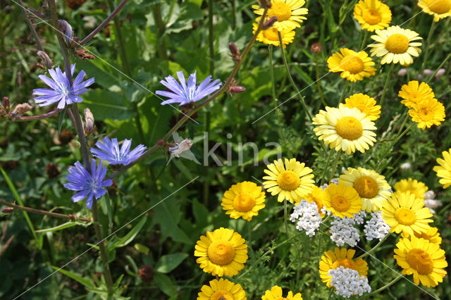 Corn Marigold (Chrysanthemum segetum)