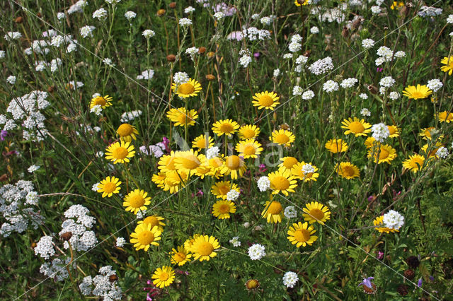 Gele ganzenbloem (Chrysanthemum segetum)