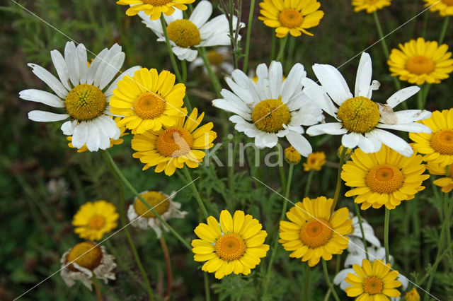 Gele ganzenbloem (Chrysanthemum segetum)