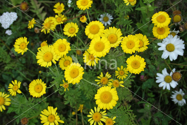 Gele ganzenbloem (Chrysanthemum segetum)