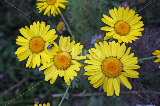 Corn Marigold (Chrysanthemum segetum)