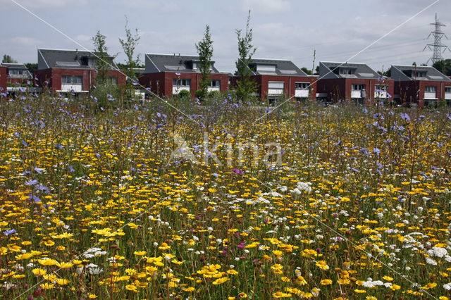 Corn Marigold (Chrysanthemum segetum)