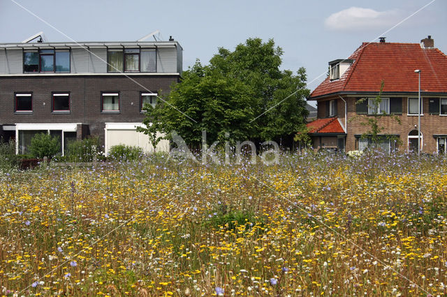 Gele ganzenbloem (Chrysanthemum segetum)