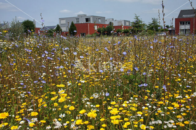 Gele ganzenbloem (Chrysanthemum segetum)