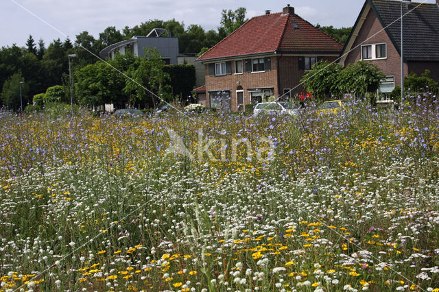 Corn Marigold (Chrysanthemum segetum)