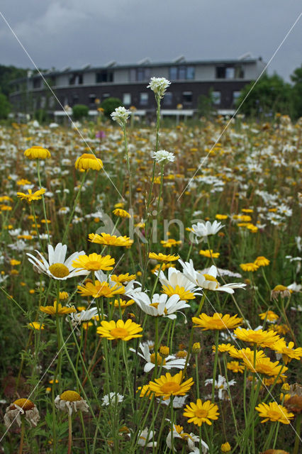 Gele ganzenbloem (Chrysanthemum segetum)
