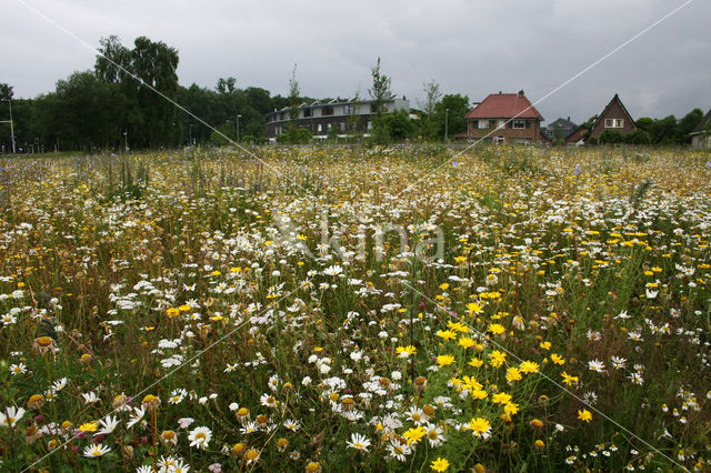 Gele ganzenbloem (Chrysanthemum segetum)