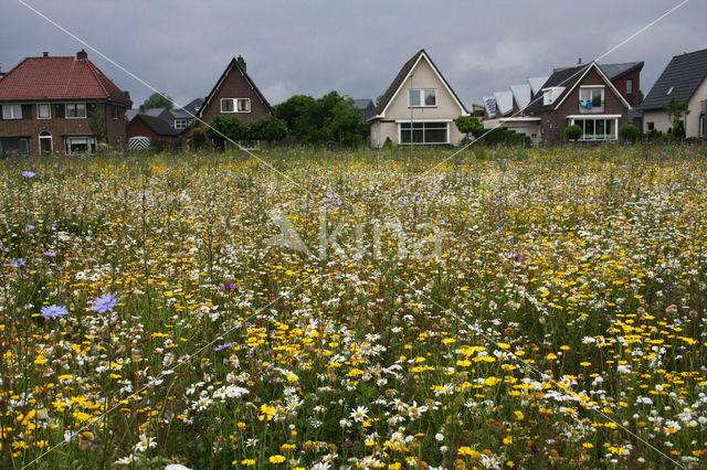 Gele ganzenbloem (Chrysanthemum segetum)