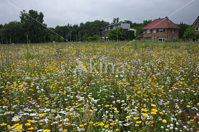 Gele ganzenbloem (Chrysanthemum segetum)