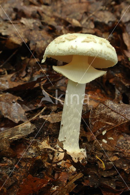 false death cap (Amanita citrina var. citrina)