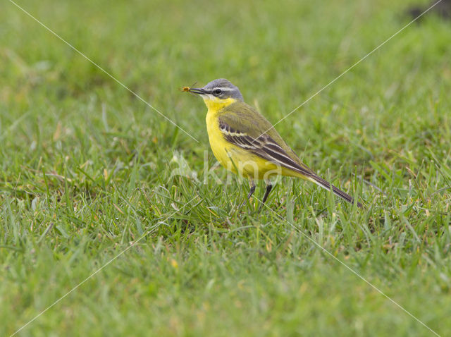 Gele Kwikstaart (Motacilla flava)