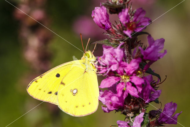 Gele luzernevlinder (Colias hyale)