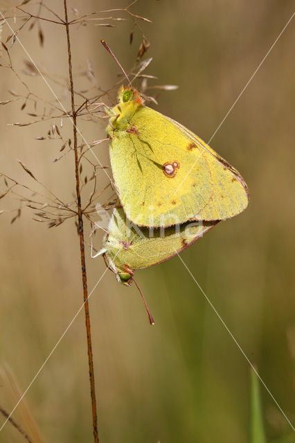 Gele luzernevlinder (Colias hyale)