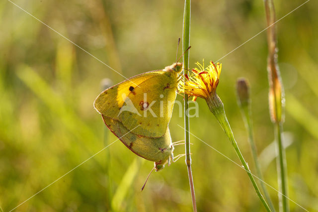 Pale Clouded Yellow (Colias hyale)