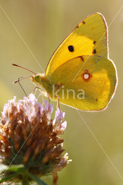 Pale Clouded Yellow (Colias hyale)