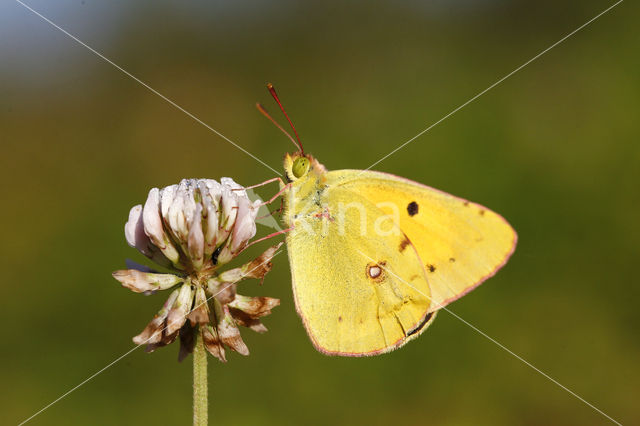 Pale Clouded Yellow (Colias hyale)