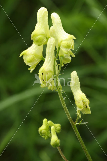 Gele monnikskap (Aconitum vulparia)