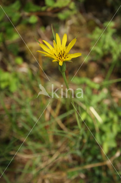 Gele morgenster (Tragopogon pratensis ssp. pratensis)