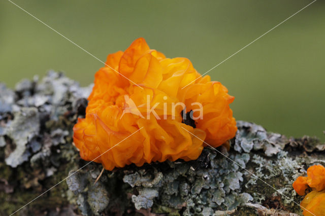 Yellow brain (Tremella mesenterica)