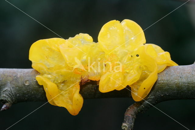 Yellow brain (Tremella mesenterica)